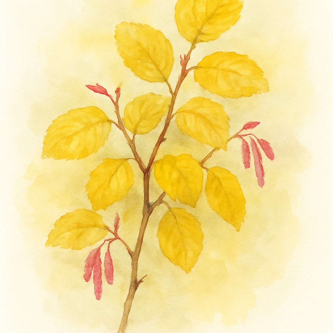 Alnus Incana Aurea