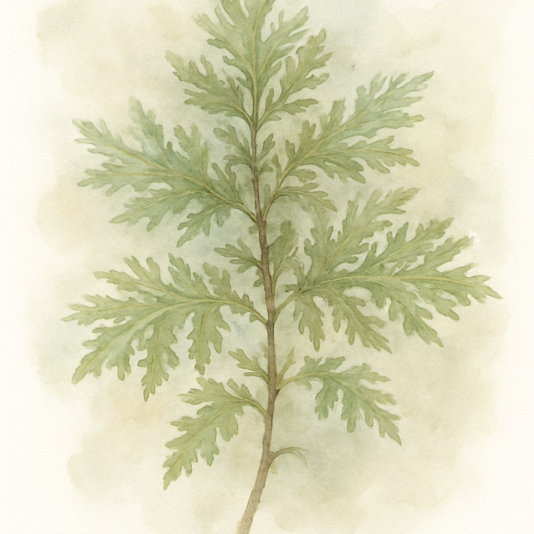 Alnus Incana Laciniata