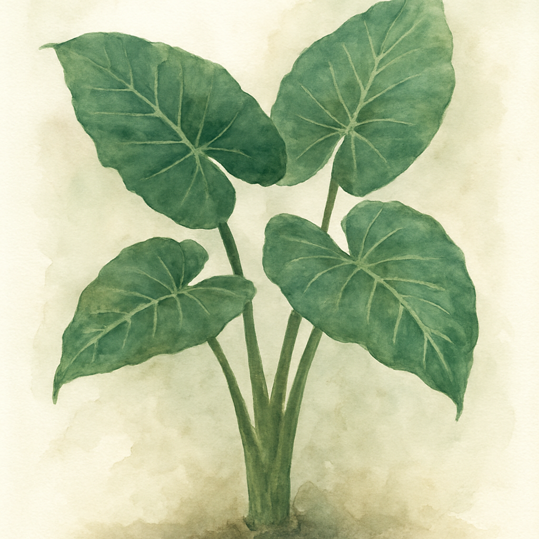 Alocasia Odora