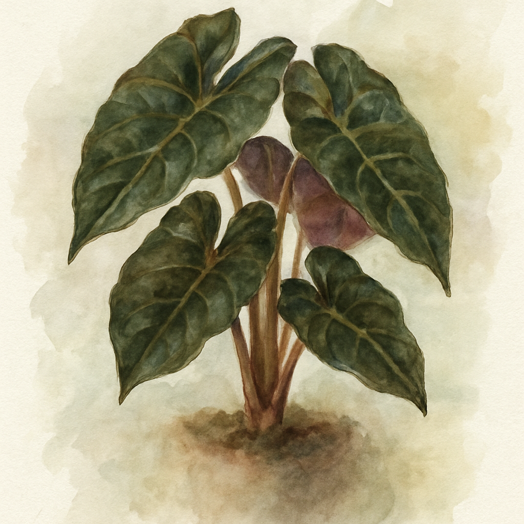 Alocasia wentii