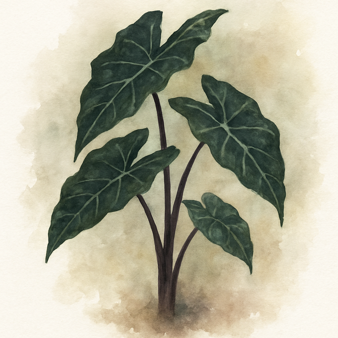 Alocasia Yucatan Princess