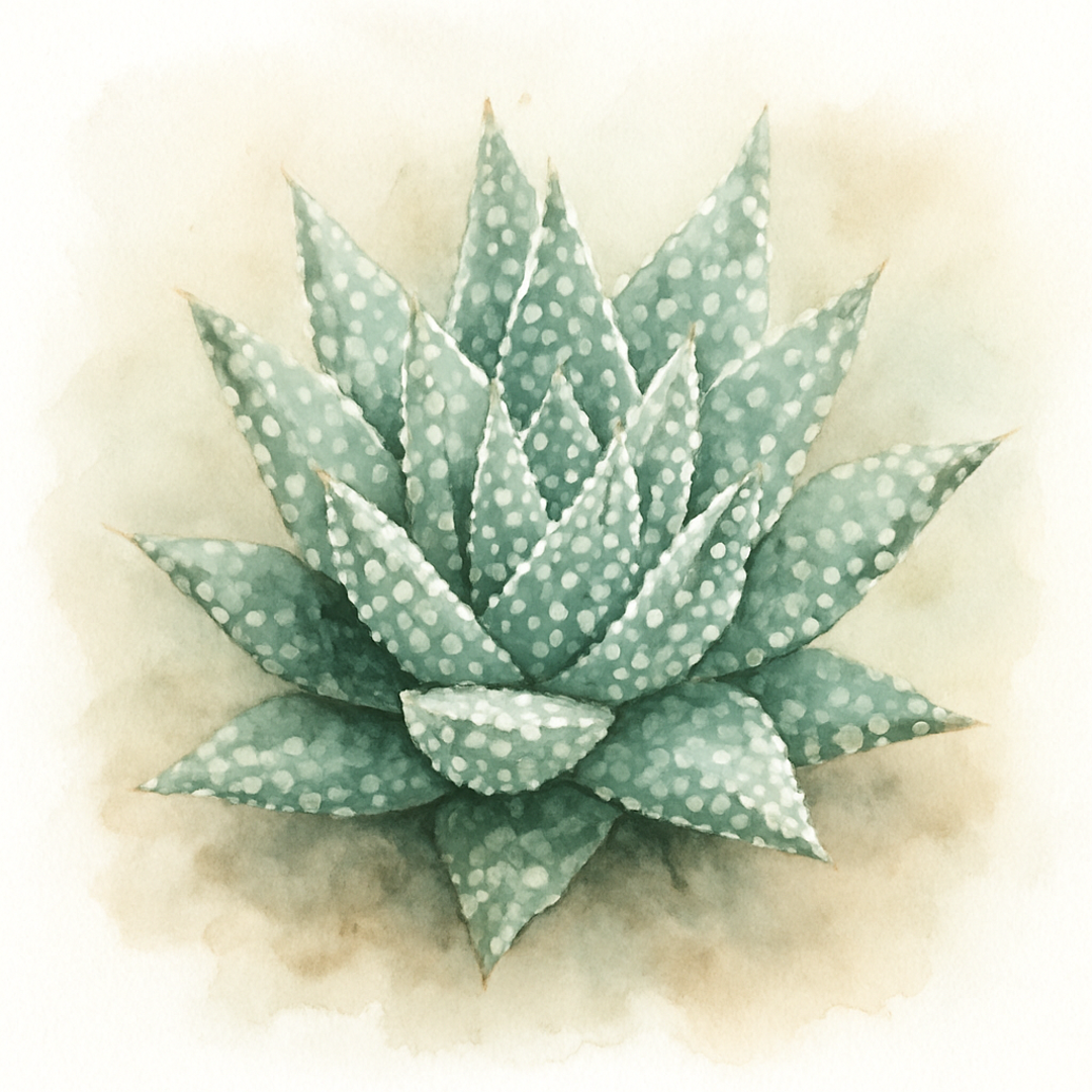 Aloe ‘Whiteout’