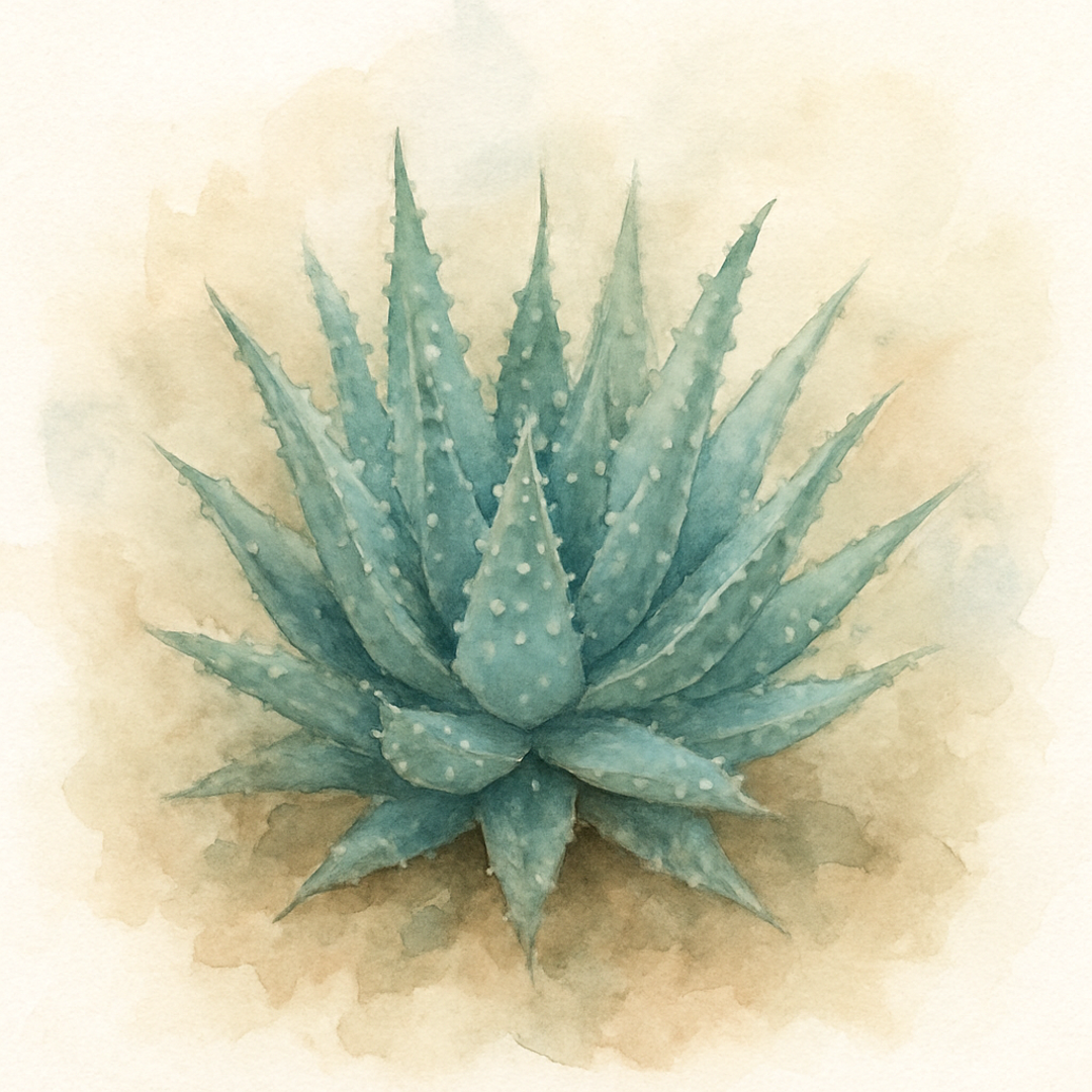 Aloe humilis