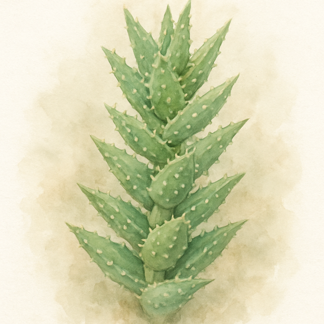 Aloe juvenna