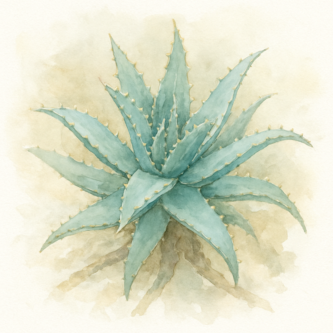Aloe mitriformis