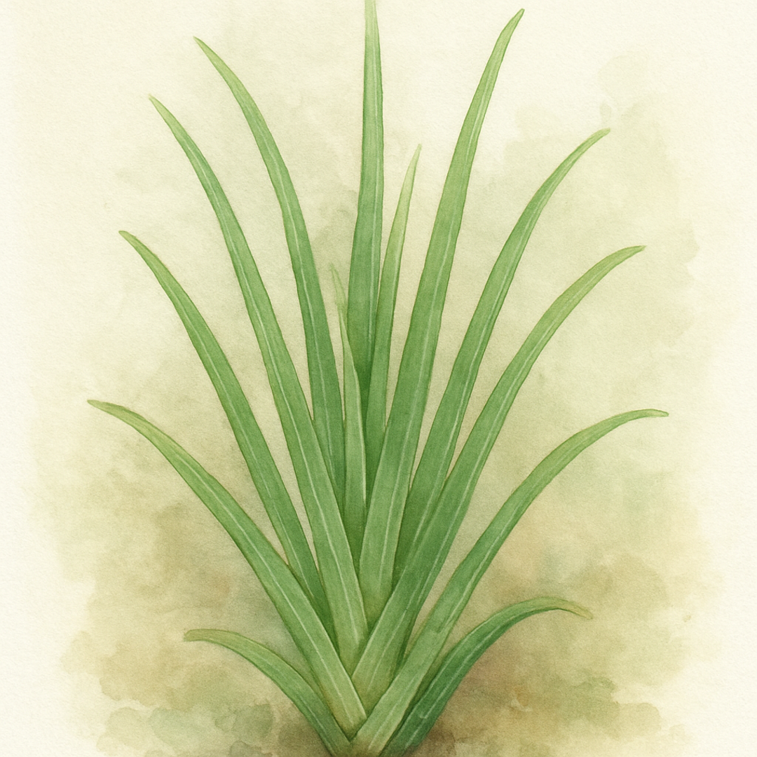 Aloe striatula