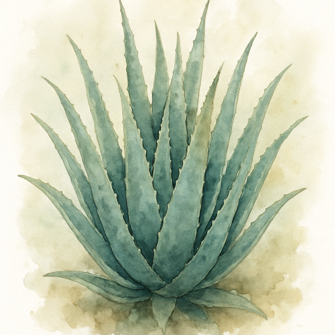 Aloe vera Clumb