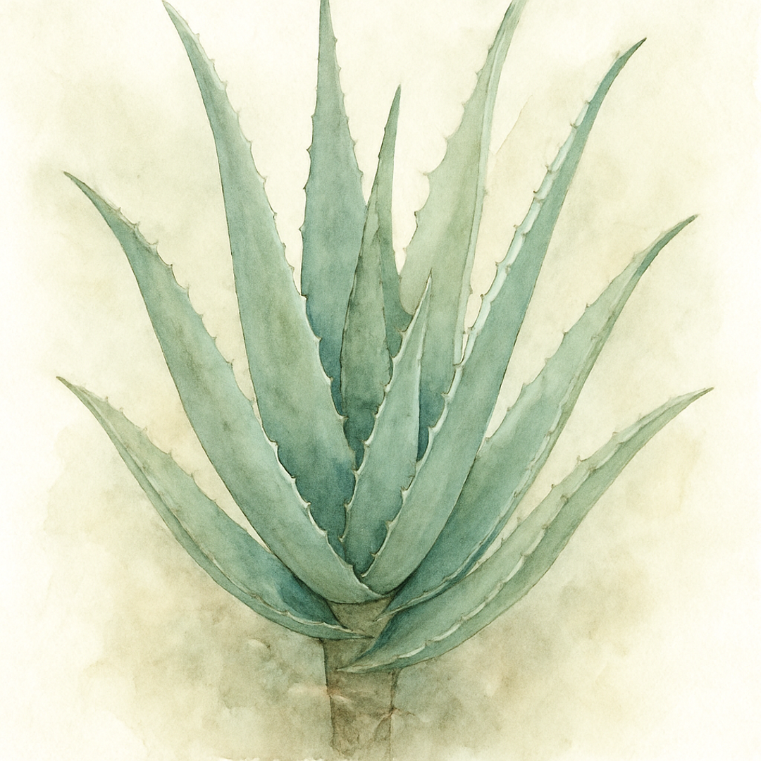 Aloe vera 'Perfoliata'