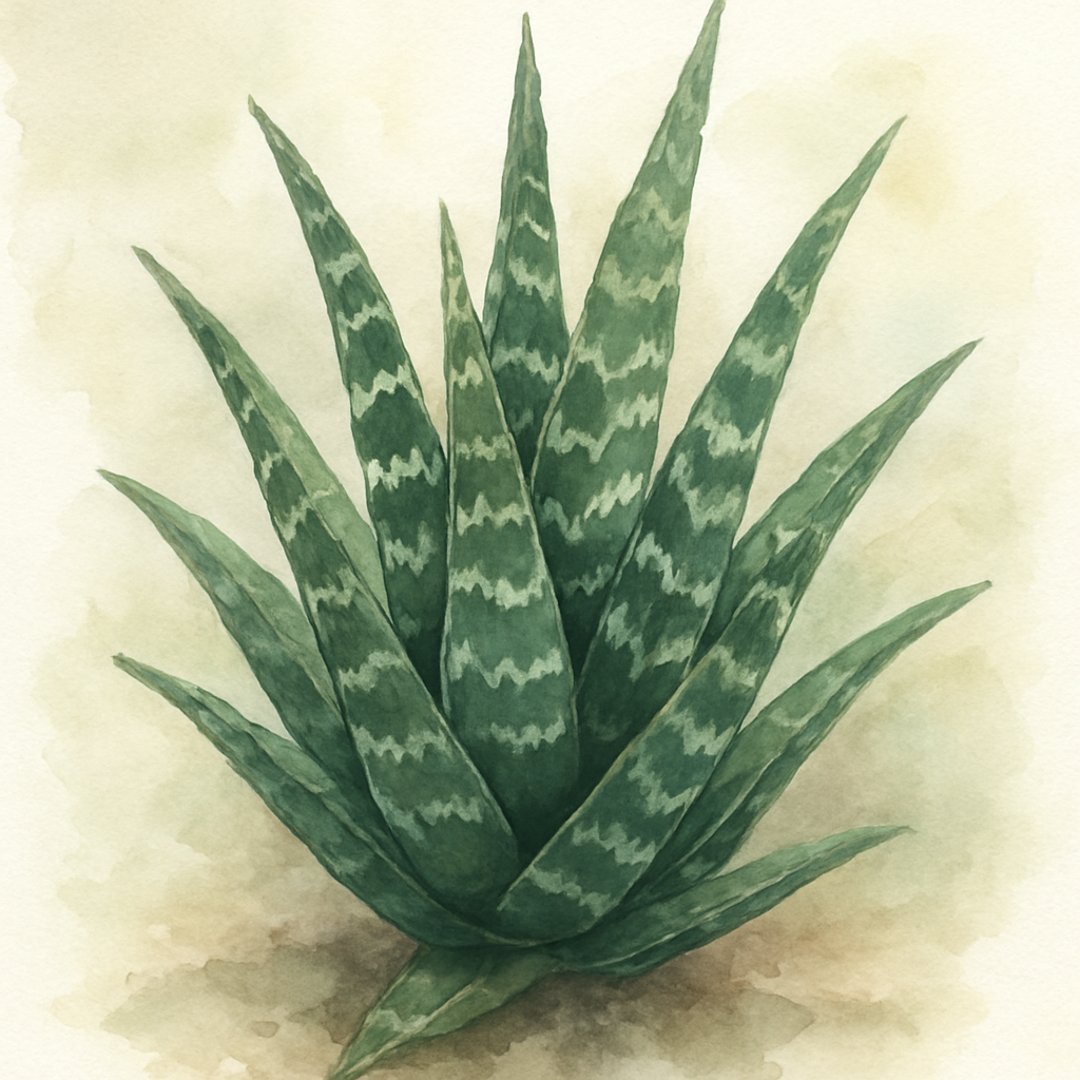 Aloe vera 'Tiger'