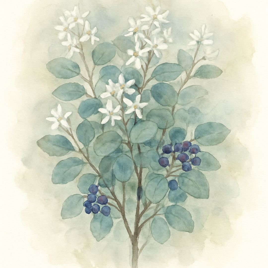 Smokey Juneberry