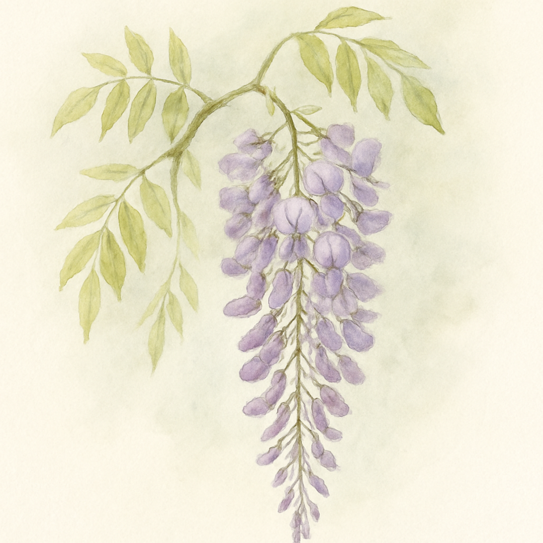 Amethyst Wisteria