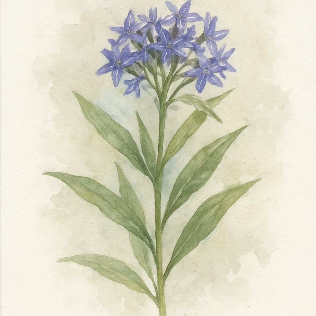 Amsonia orientalis