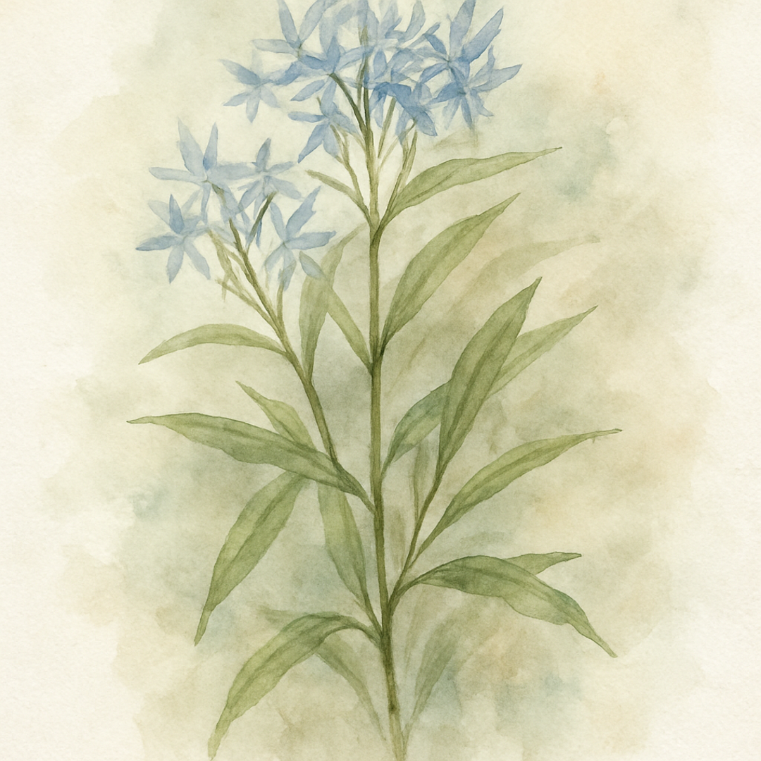 Amsonia tabernaemontana