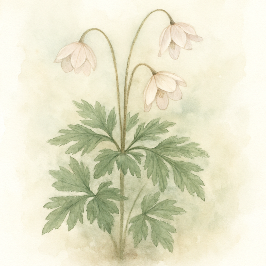 Anemone barbulata