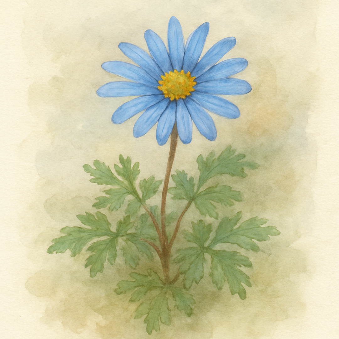 Anemone Blanda Blue