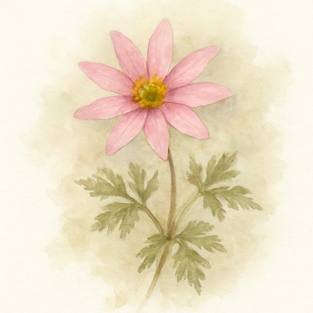 Anemone blanda Pink Star