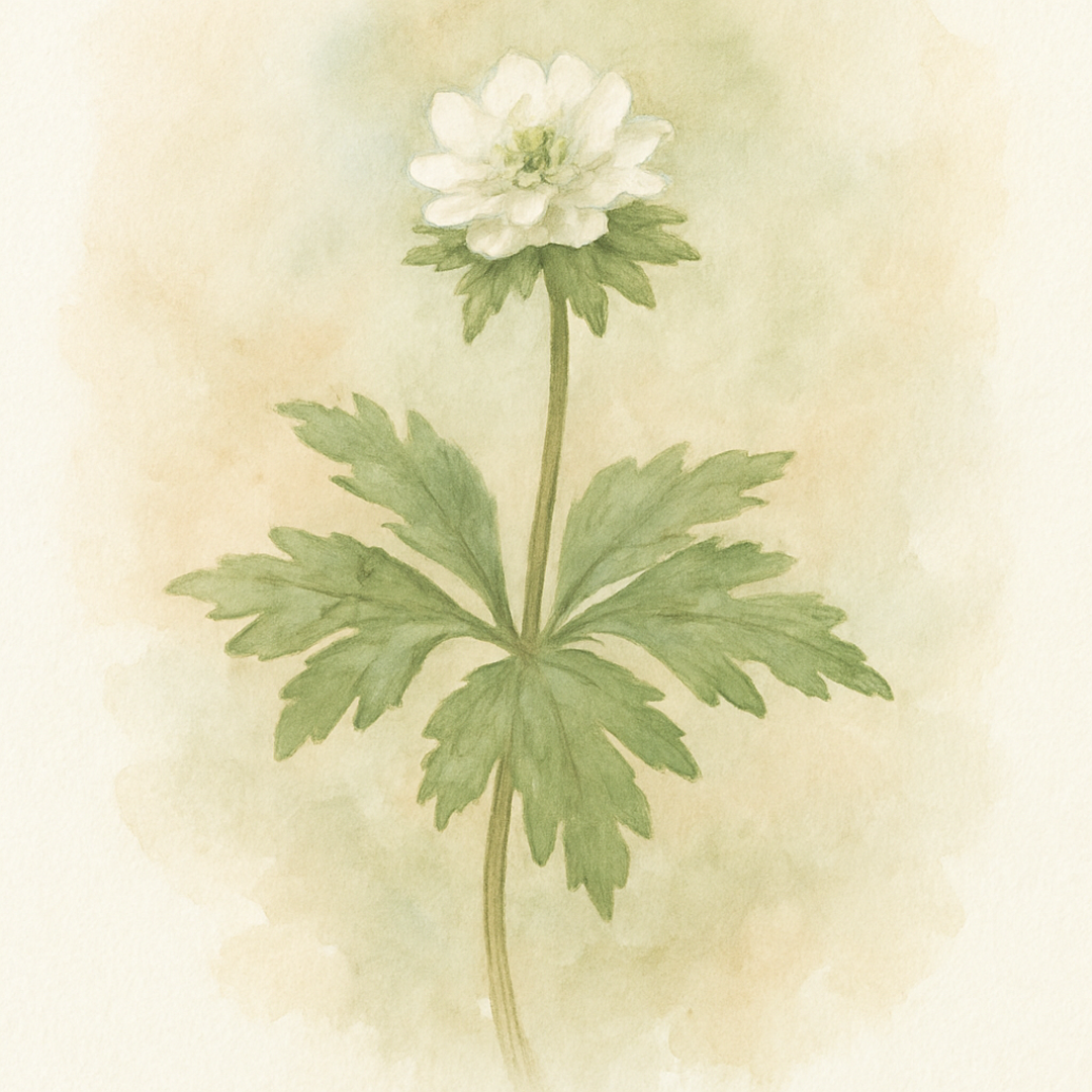 Anemone 'Bracteata Pleniflora'
