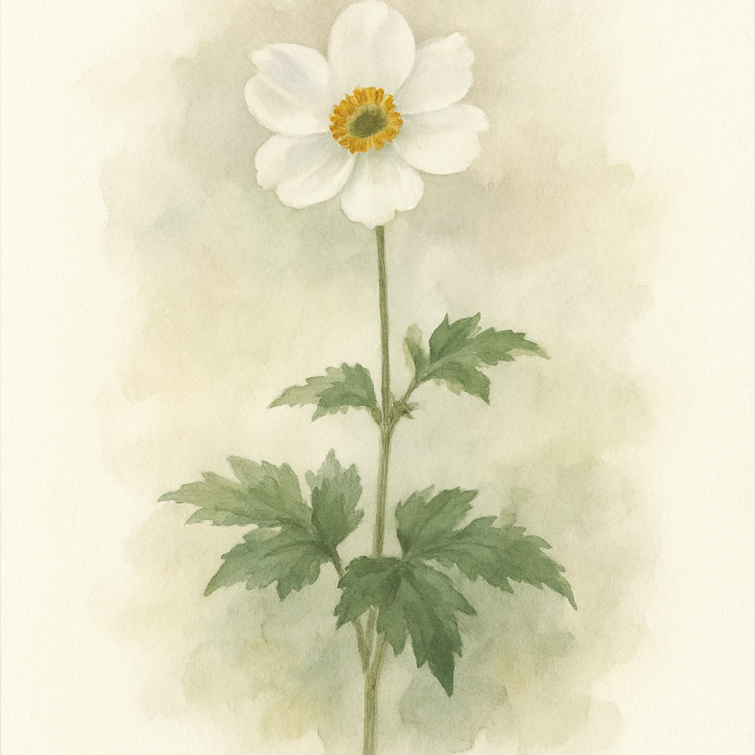 Anemone Honorine Jobert