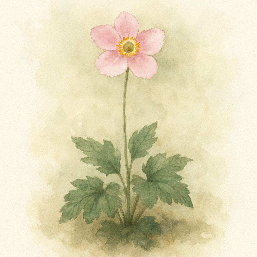 Anemone hupehensis