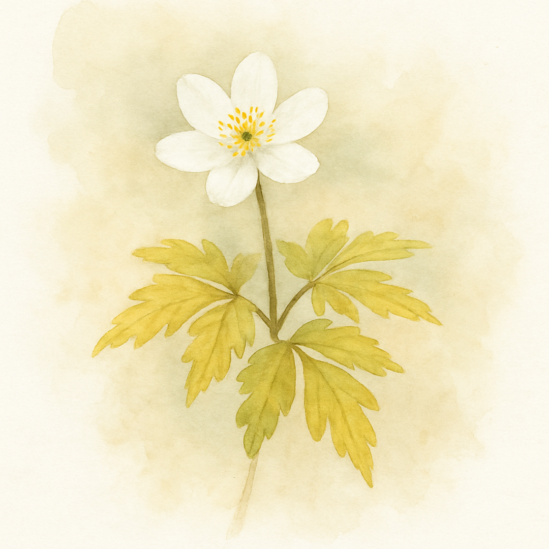 Anemone nemorosa ‘Glyncoch Gold'