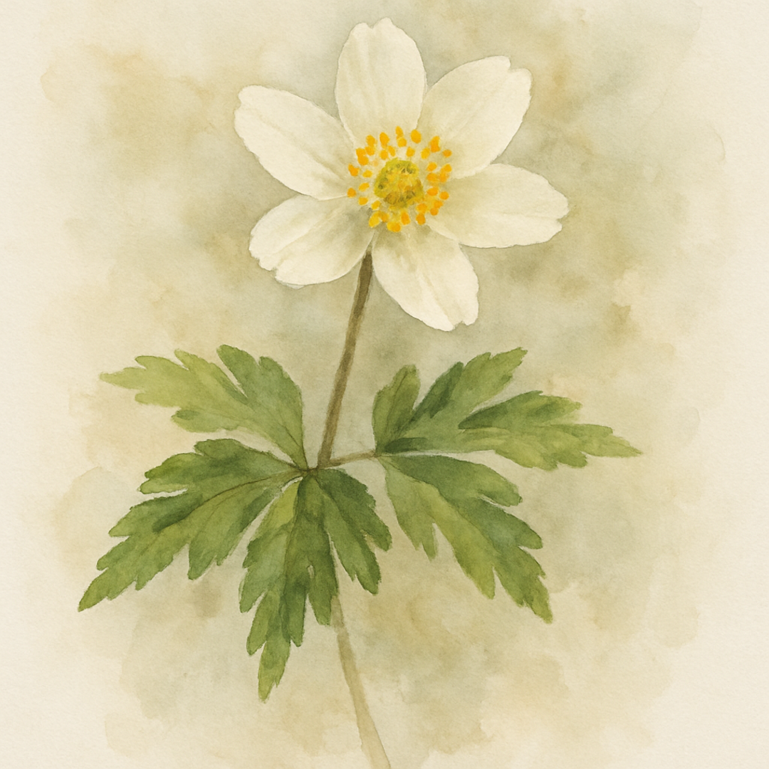 Anemone nemorosa Greenfingers