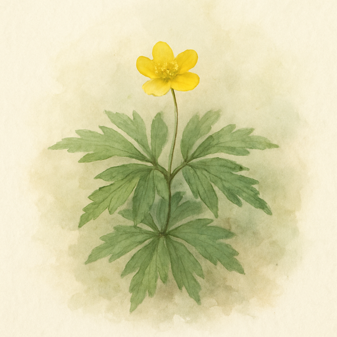 Anemone ranunculoides