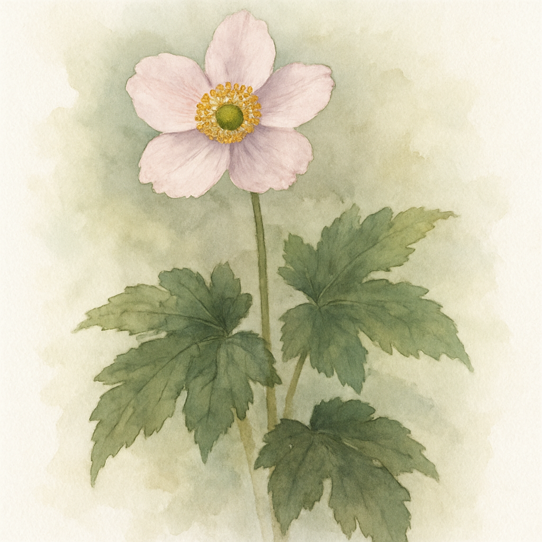 Anemone Robustissima