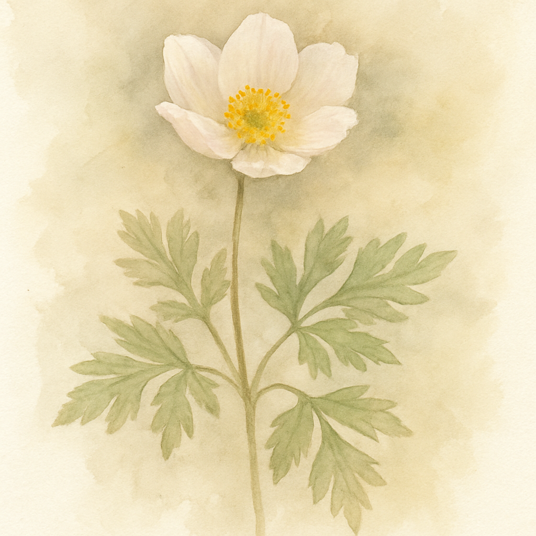 Anemone trullifolia