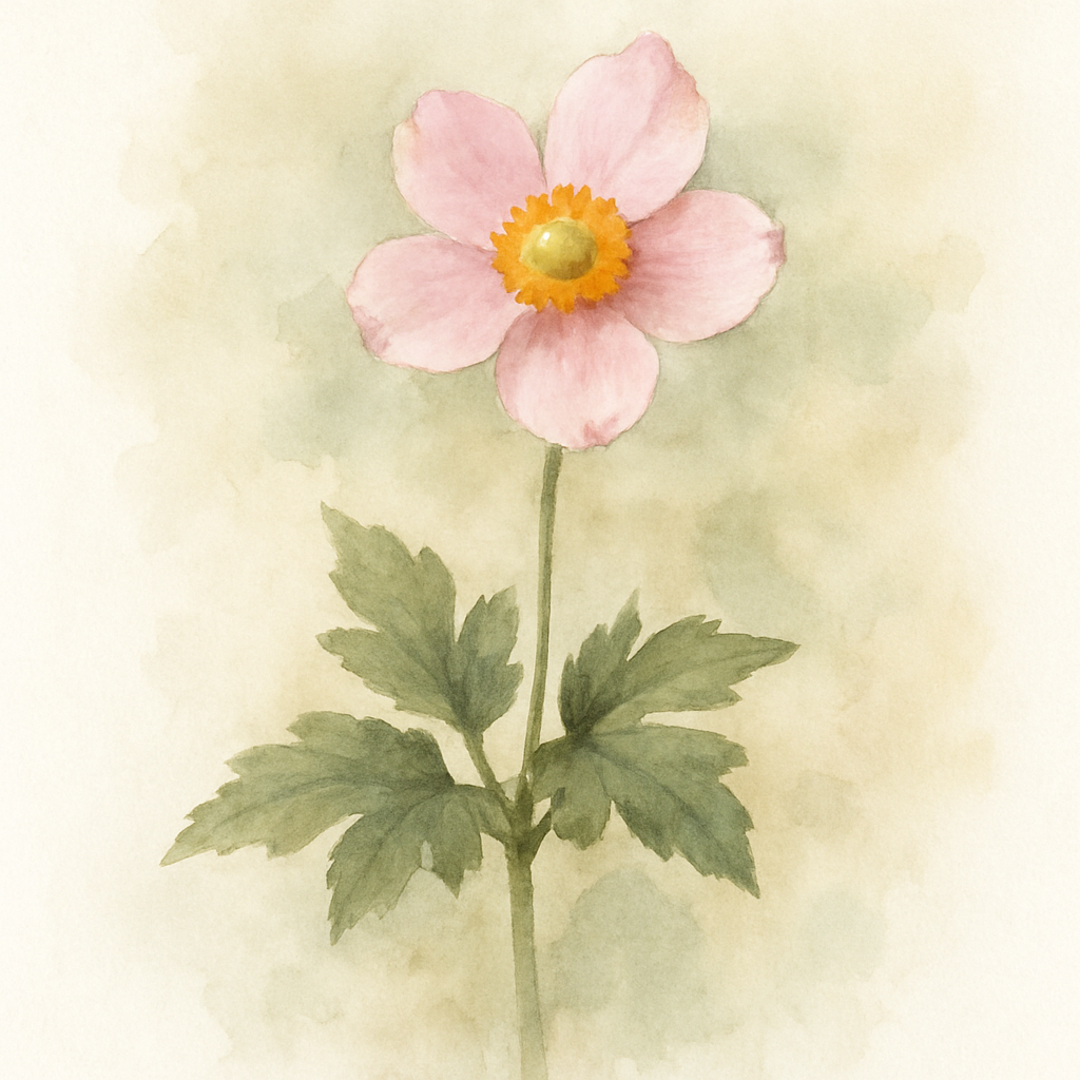Anemone x hybrida ‘Little Breeze Pink’ (Japanese Anemone)