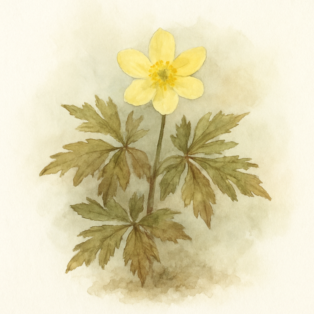 Anemone x lipsiensis Sioux