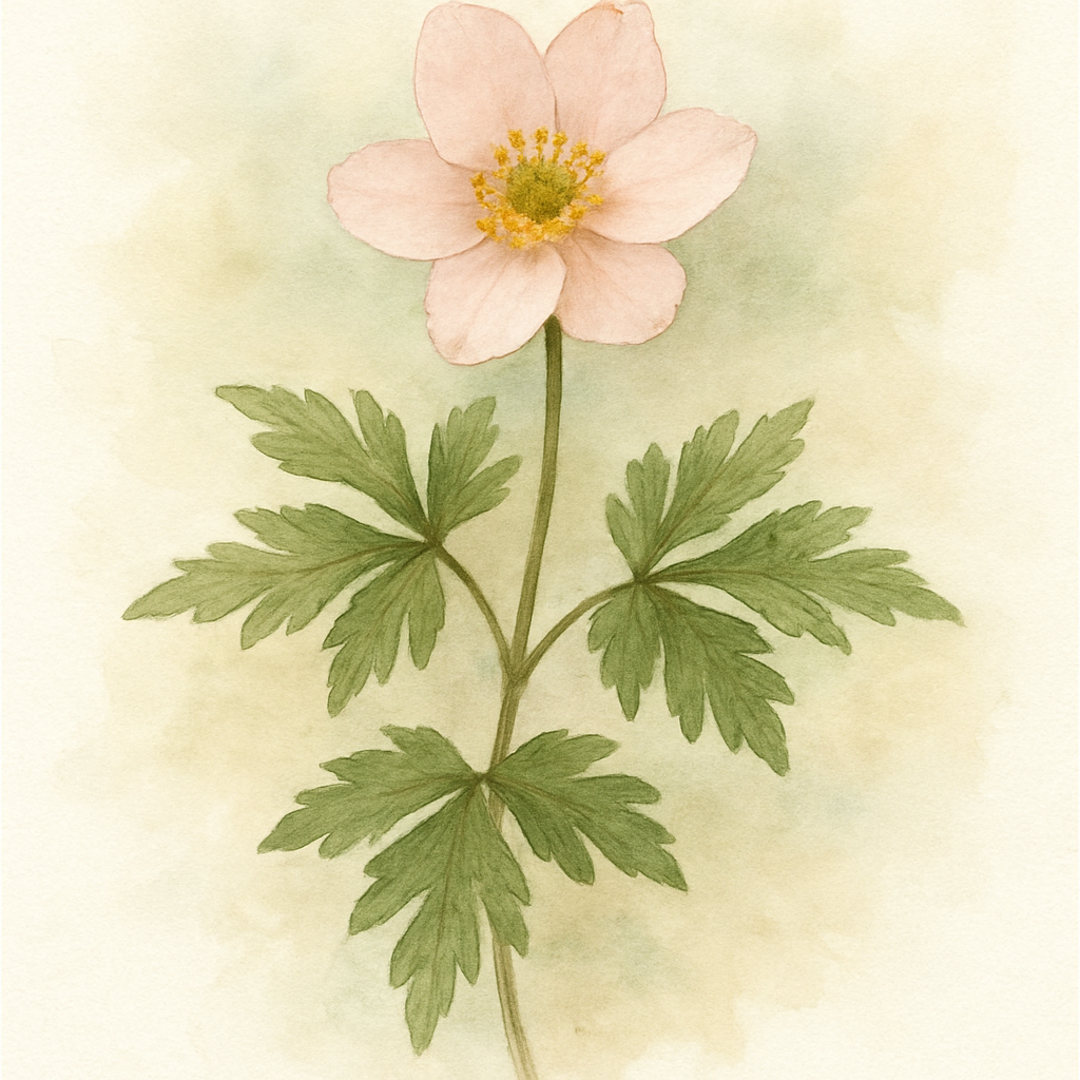 Anemone x lipsiensis Vindobonensis