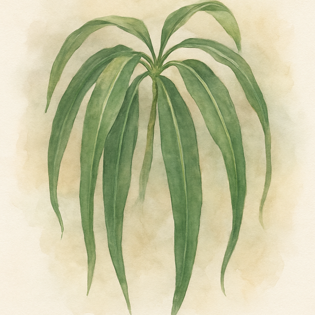 Angel Wings Anthurium 'Balaloanum'