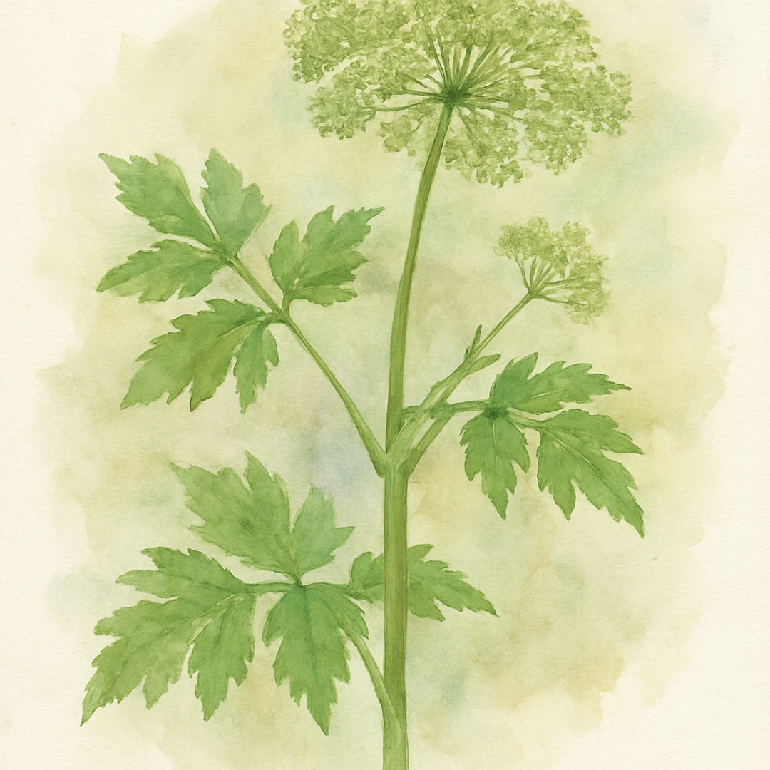 Angelica