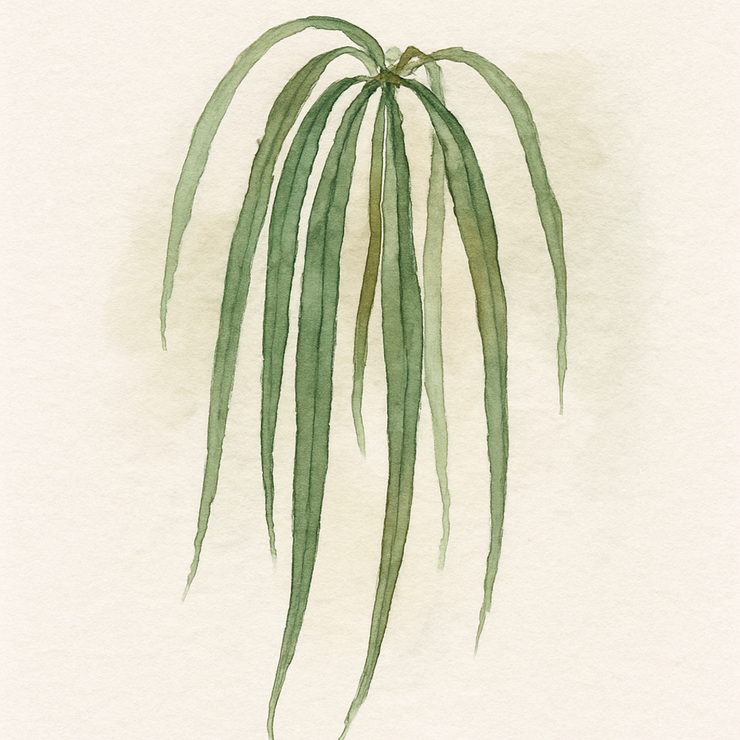 Anthurium Vittarifolium