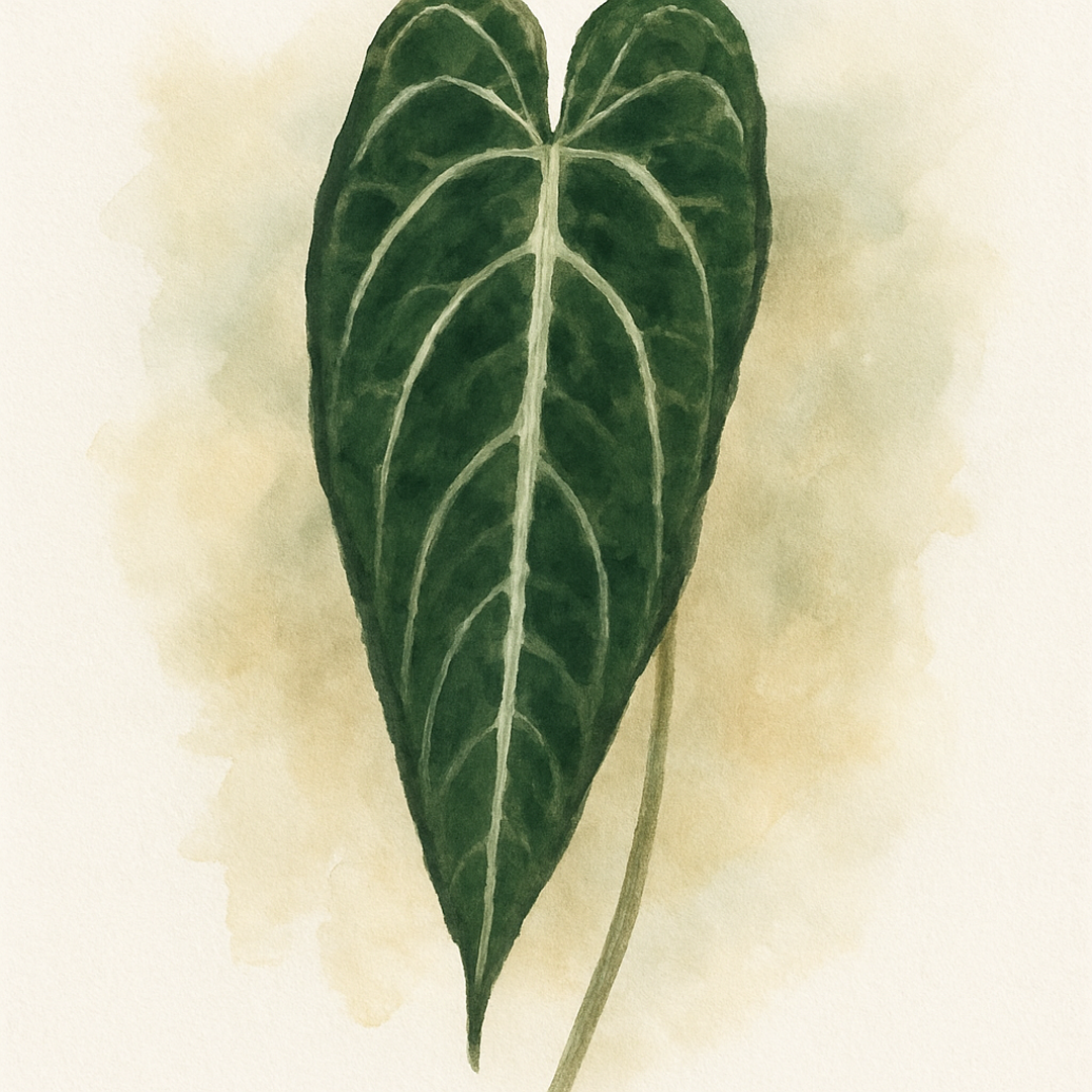 Anthurium warocqueanum