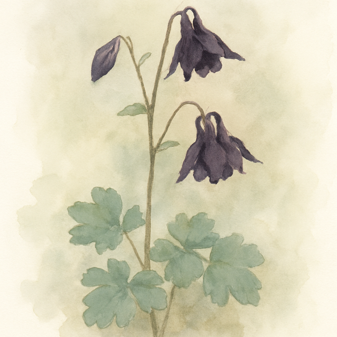 Aquilegia Columbine 'atropurpurea' Granny's Bonnet