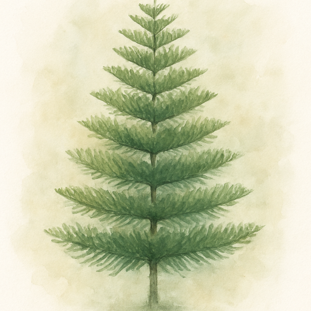 Araucaria heterophylla