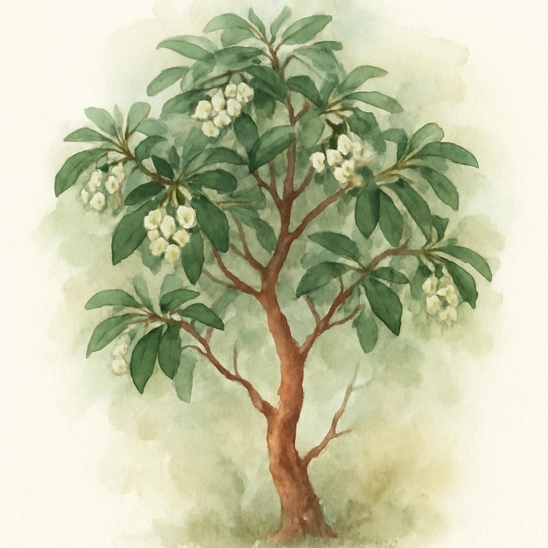 Arbutus × andrachnoides