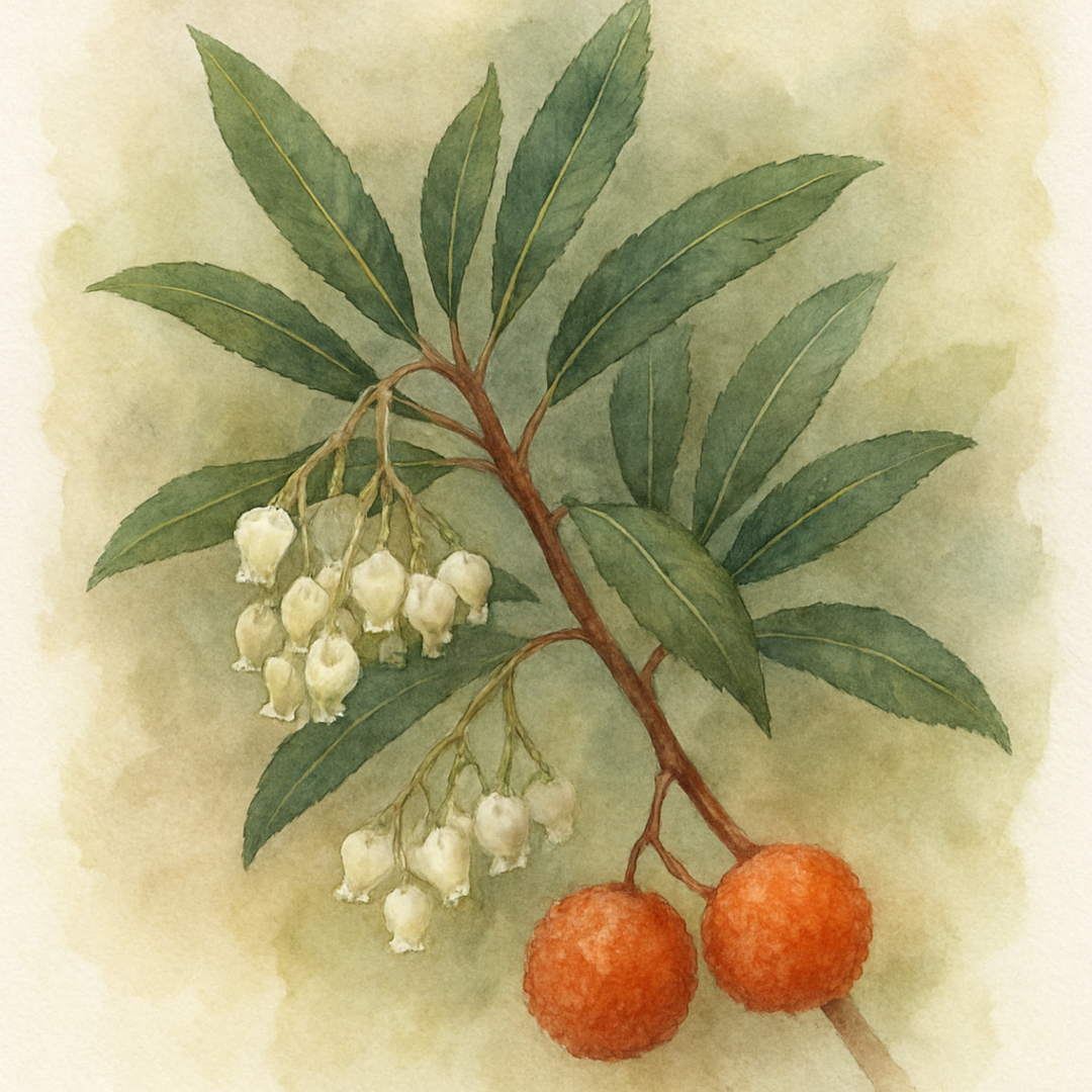 Arbutus unedo 'Atlantic' Bush