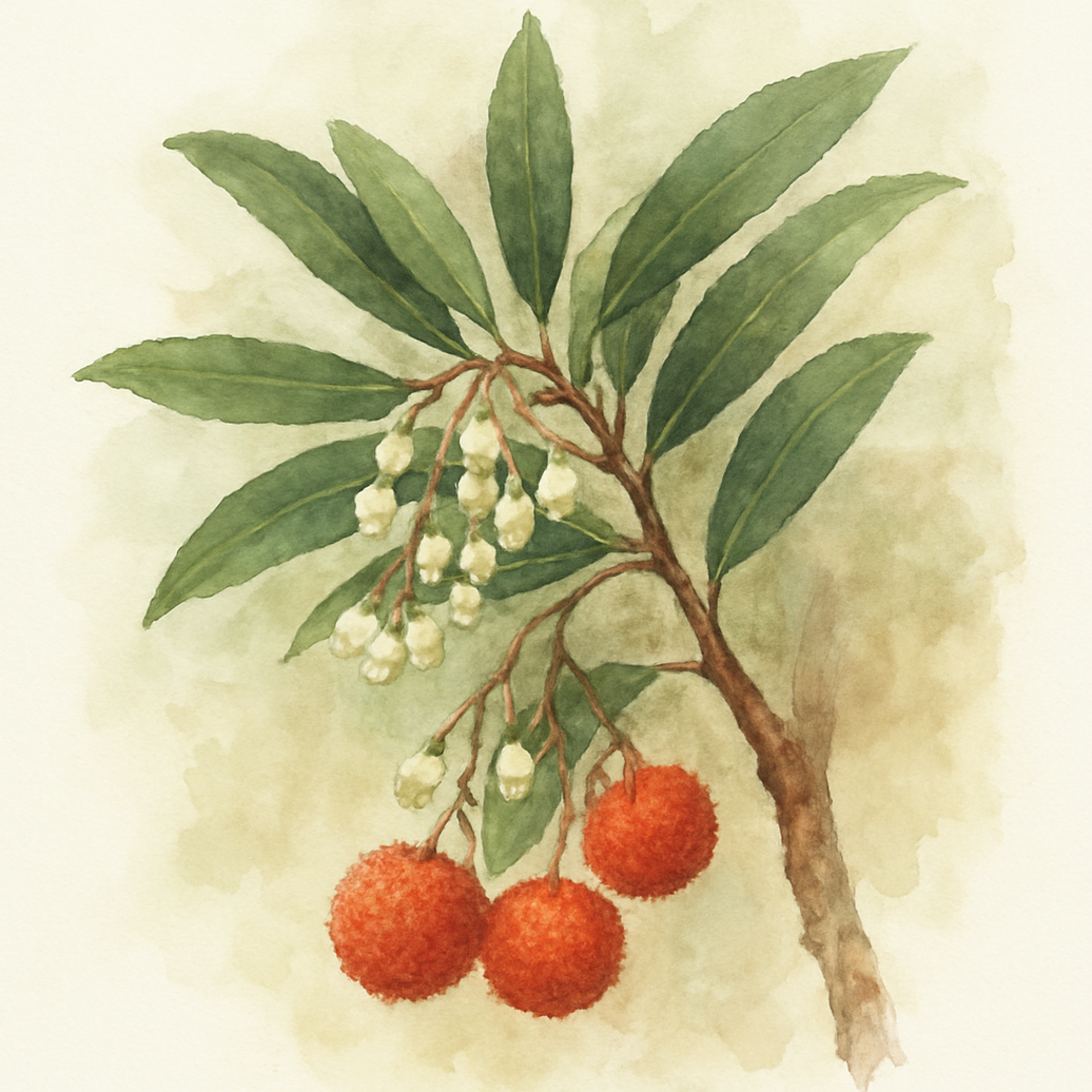 Arbutus unedo Tree