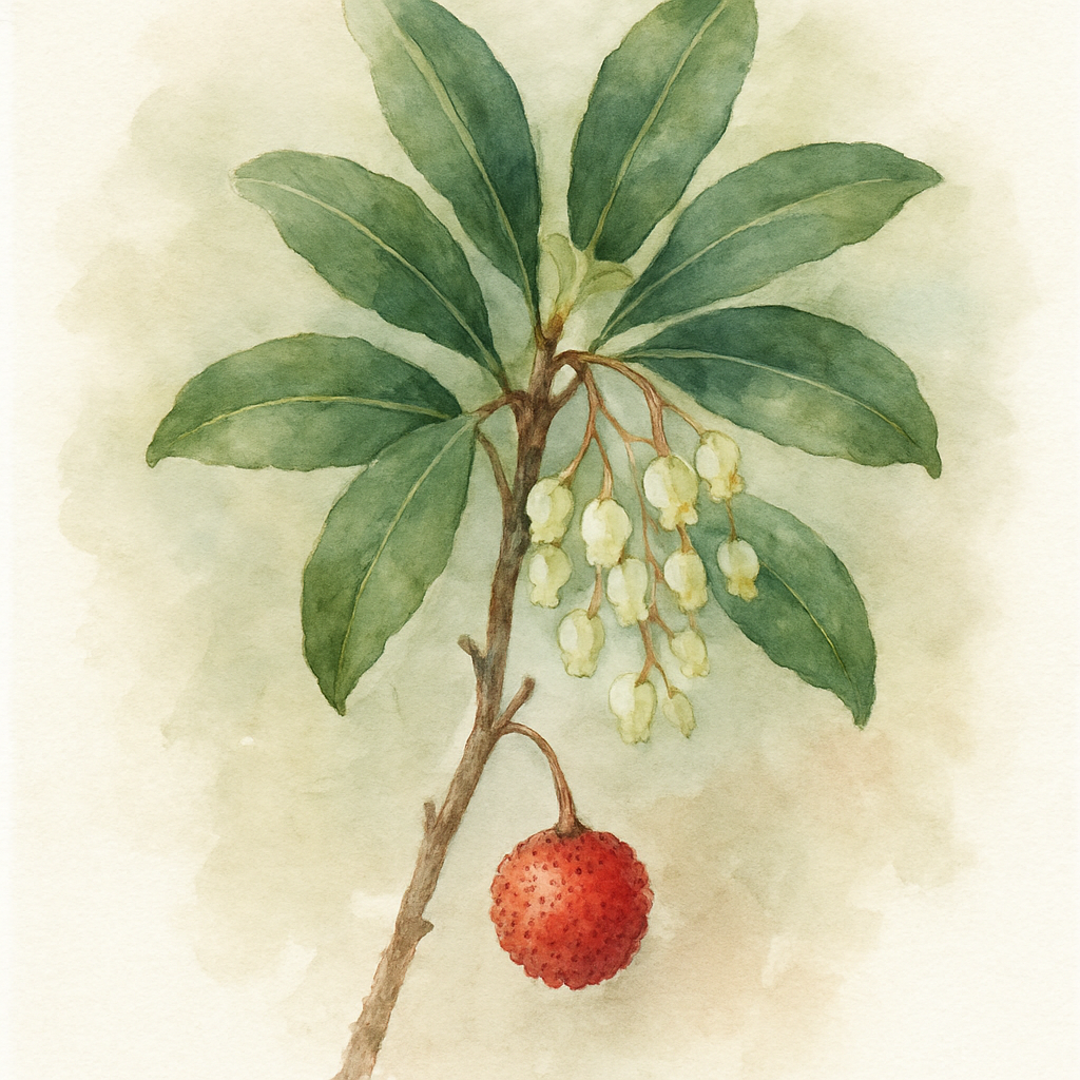 Arbutus Unedo