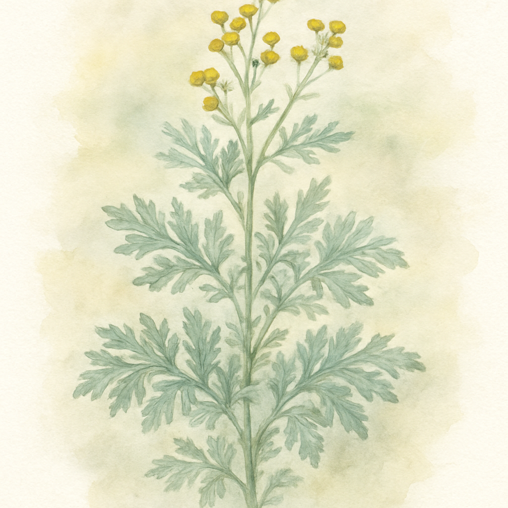 Artemisia absinthium