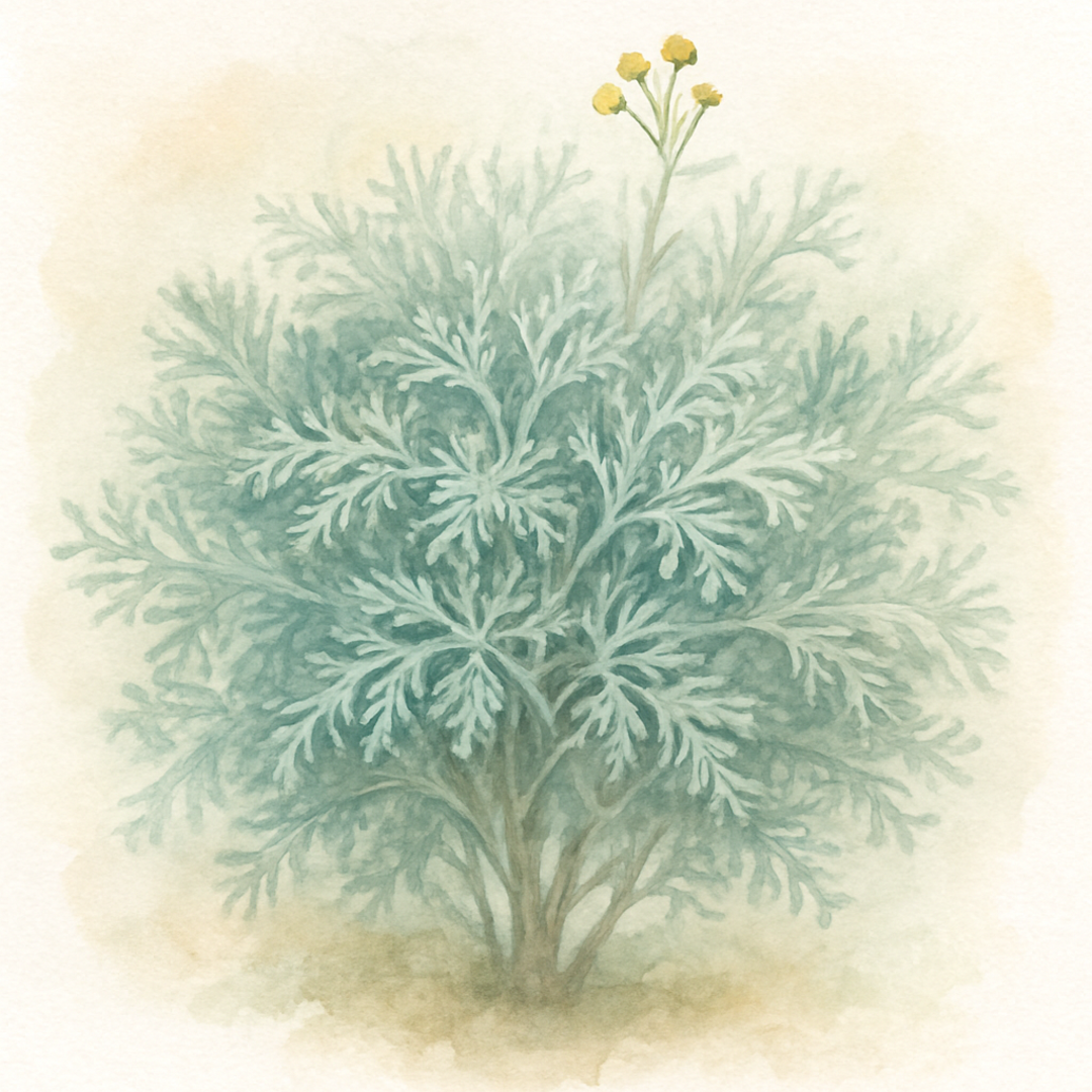 Artemisia arb. ‘Little Mice’