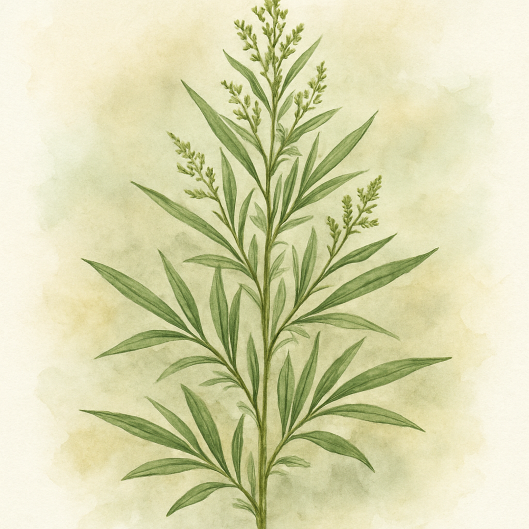 Artemisia dracunculus var. sativa (FRENCH TARRAGON)