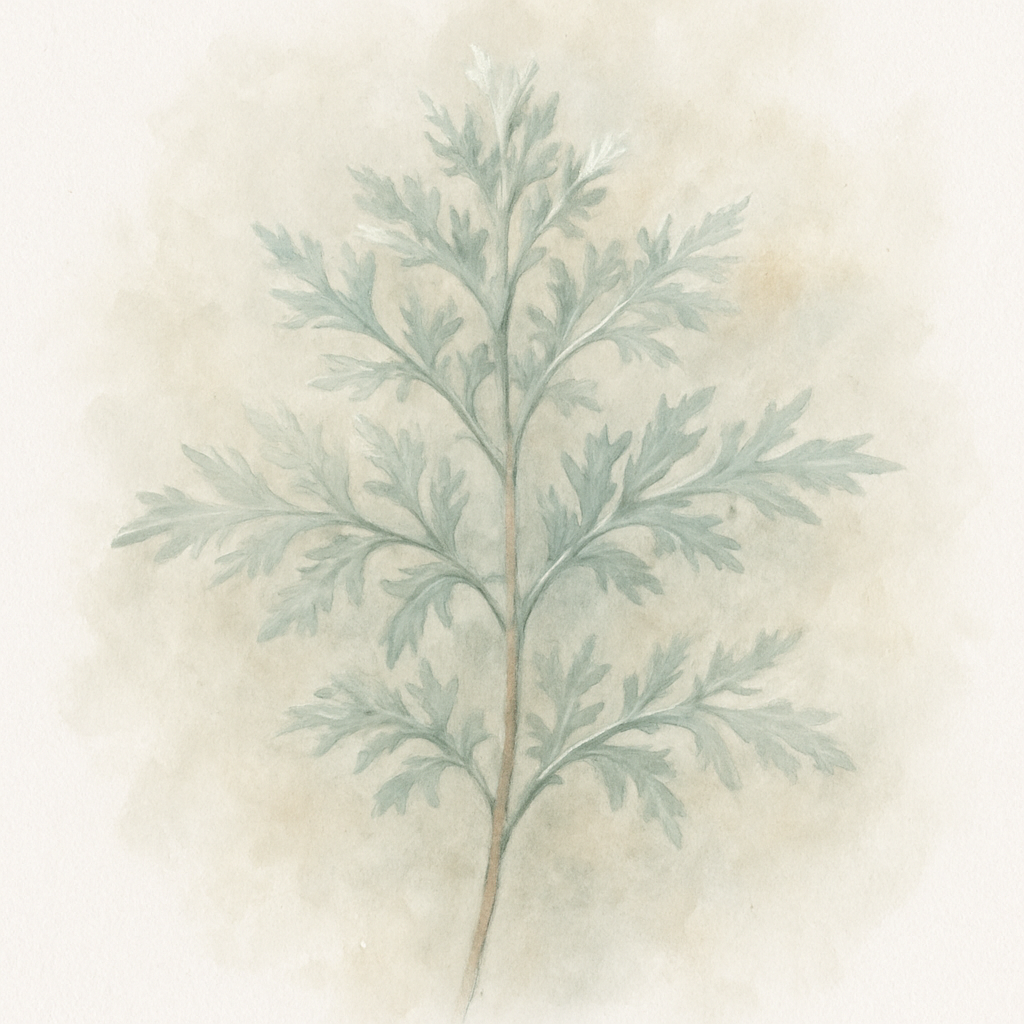 Artemisia 'Rosa Schleier'
