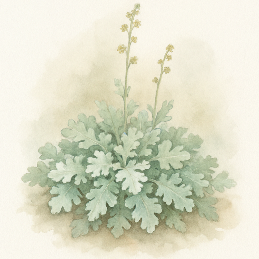 Artemisia stelleriana ‘Broughton Silver’