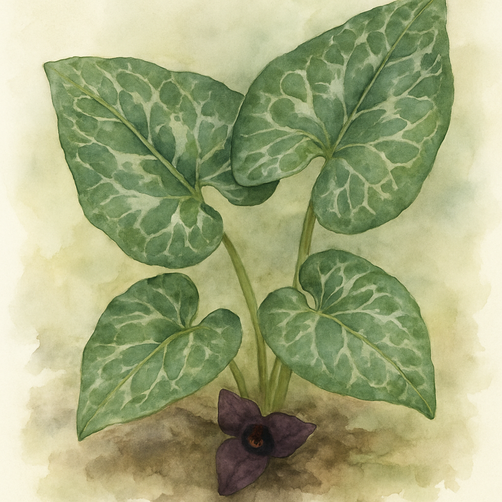 Asarum maximum ‘Ling Ling’