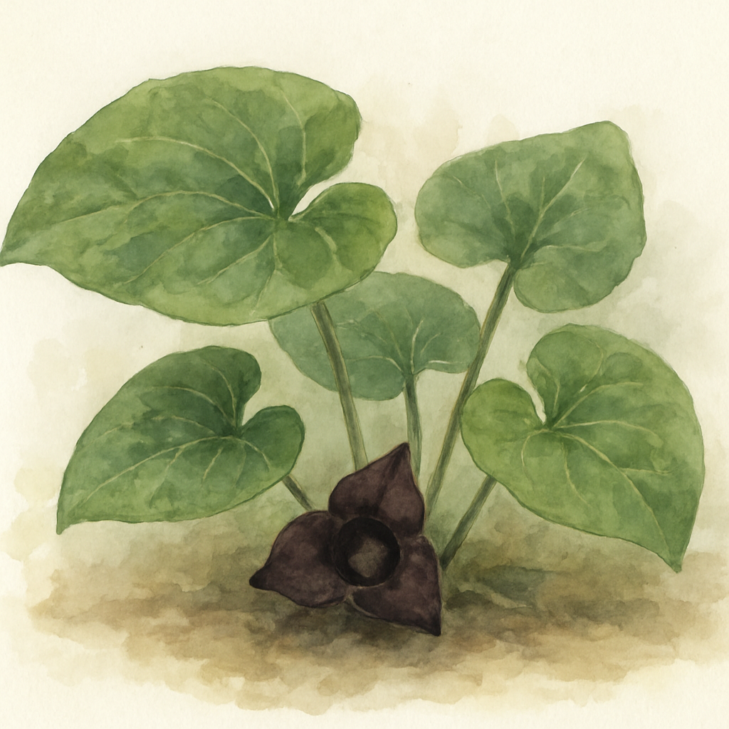 Asarum nobilissimum ‘Deep Throat’