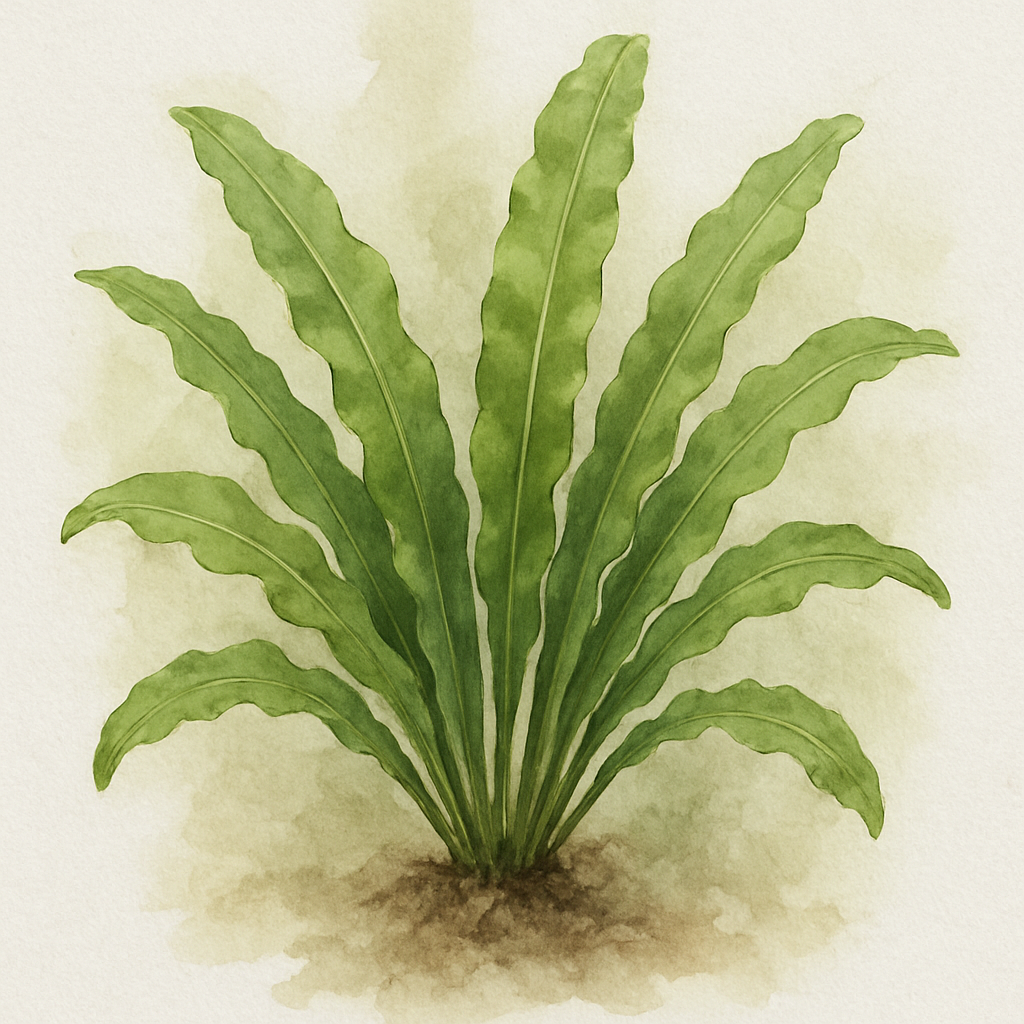 Asplenium scolopendrium