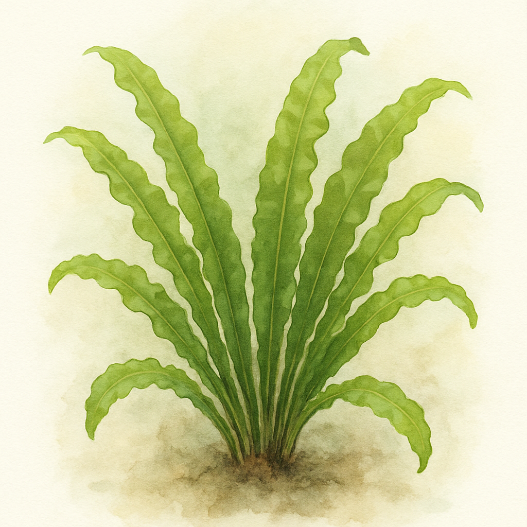 Asplenium scolopendrium